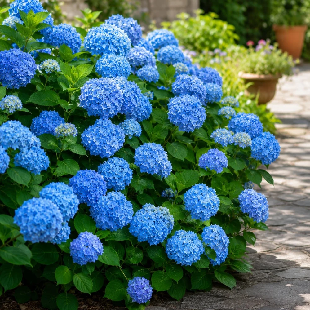 Blue Hydrangea Live Plant – Outdoor Flowering Bush, Perennial, 2.5 Inch Pot - Image 7