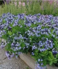 Blue Ice Amsonia Perennial Live Plant - Light Blue Flowers - Quart Pot - Image 2