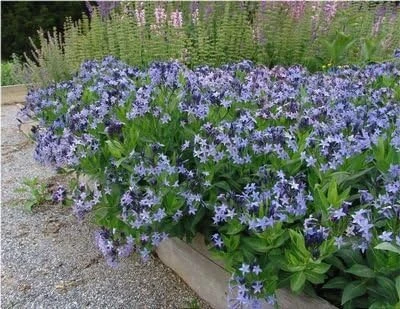 Blue Ice Amsonia Perennial Live Plant - Light Blue Flowers - Quart Pot - Image 2