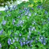 Blue Ice Amsonia Perennial Live Plant - Light Blue Flowers - Quart Pot - Image 1