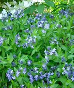 Blue Ice Amsonia Perennial Live Plant - Light Blue Flowers - Quart Pot - Image 1