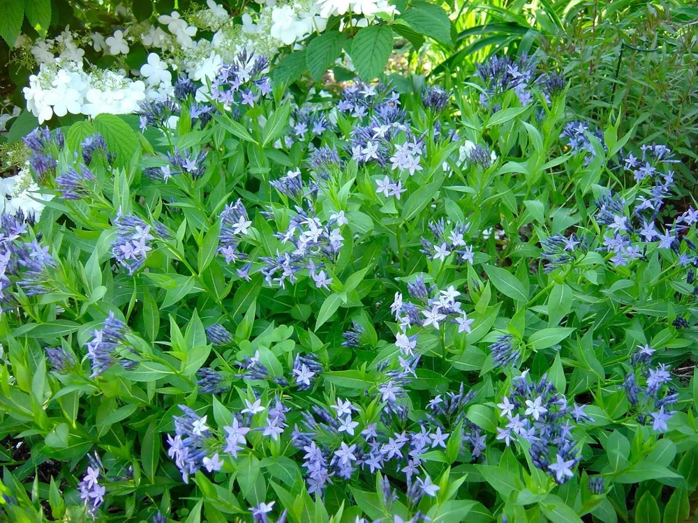 Blue Ice Amsonia Perennial Live Plant - Light Blue Flowers - Quart Pot - Image 1