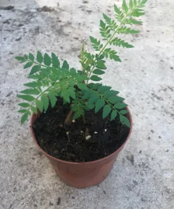 Blue Jacaranda Tree Live Plant - 4 inch Pot - Vibrant Purple Flowers - Image 2