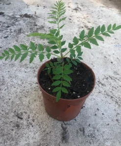 Blue Jacaranda Tree Live Plant - 4 inch Pot - Vibrant Purple Flowers - Image 3