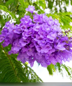 Blue Jacaranda Tree Live Plant - 4 inch Pot - Vibrant Purple Flowers - Image 4