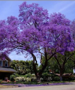 Blue Jacaranda Tree Live Plant - 4 inch Pot - Vibrant Purple Flowers - Image 5