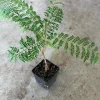 Blue Jacaranda Tree Live Plant - 4 inch Pot - Vibrant Purple Flowers - Image 1