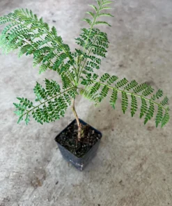 Blue Jacaranda Tree Live Plant - 4 inch Pot - Vibrant Purple Flowers - Image 1