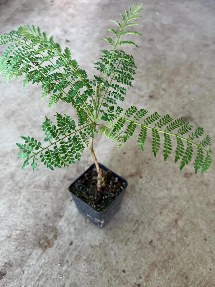 Blue Jacaranda Tree Live Plant - 4 inch Pot - Vibrant Purple Flowers - Image 1