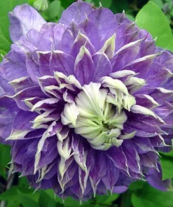 Blue Light Clematis Vine Live Plant - Double Blue Flowers, 2.5" Pot, Outdoor - Image 2