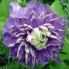 Blue Light Clematis Vine Live Plant - Double Blue Flowers, 2.5" Pot, Outdoor - Image 1