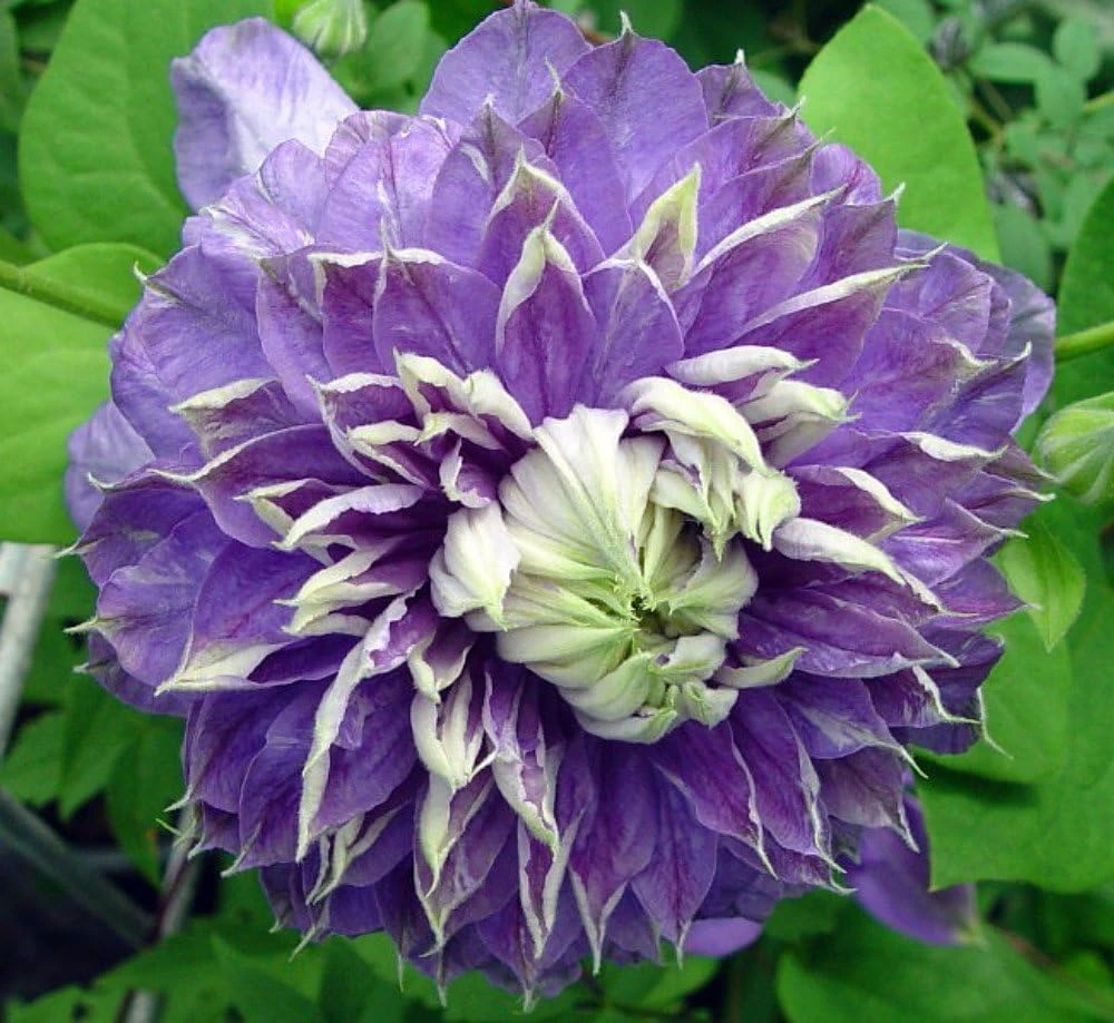 Blue Light Clematis Vine Live Plant - Double Blue Flowers, 2.5" Pot, Outdoor - Image 1