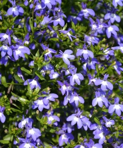 Blue Lobelia Live Plant – 4" Pot – Ornamental Annual Flowering Plant – Trailing & Border Bloomer - Image 2