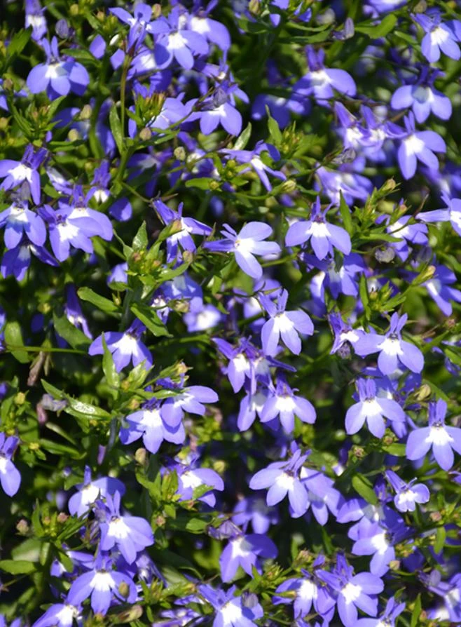 Blue Lobelia Live Plant – 4" Pot – Ornamental Annual Flowering Plant – Trailing & Border Bloomer - Image 2