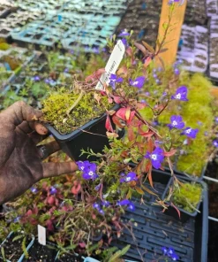 Blue Lobelia Live Plant – 4
