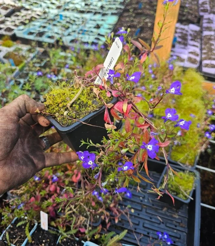 Blue Lobelia Live Plant – 4" Pot – Ornamental Annual Flowering Plant – Trailing & Border Bloomer - Image 3
