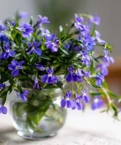 Blue Lobelia Live Plant – 4