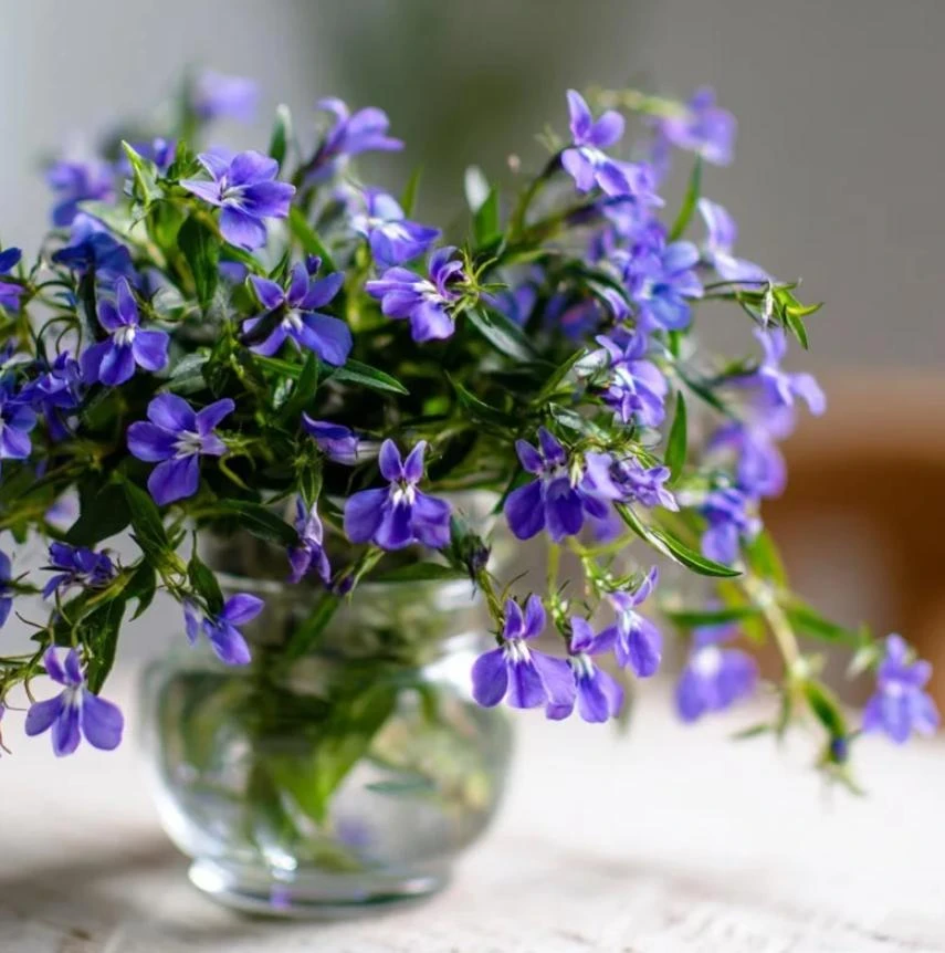 Blue Lobelia Live Plant – 4" Pot – Ornamental Annual Flowering Plant – Trailing & Border Bloomer - Image 4