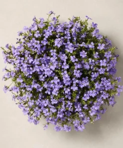 Blue Lobelia Live Plant – 4