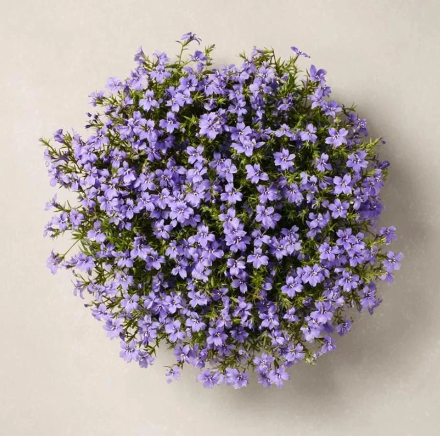 Blue Lobelia Live Plant – 4" Pot – Ornamental Annual Flowering Plant – Trailing & Border Bloomer - Image 5