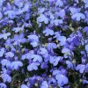 Blue Lobelia Live Plant – 4" Pot – Ornamental Annual Flowering Plant – Trailing & Border Bloomer - Image 1
