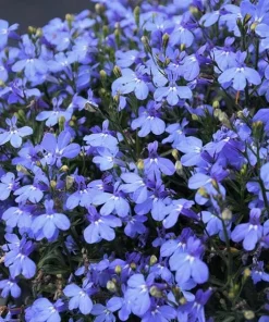 Blue Lobelia Live Plant – 4