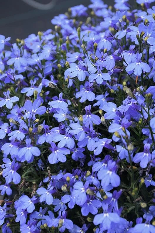 Blue Lobelia Live Plant – 4" Pot – Ornamental Annual Flowering Plant – Trailing & Border Bloomer - Image 1