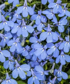 Blue Lobelia Live Plant – Annual Flowering Plant – 3 inch Pot – Trailing Blue Blooms - Image 2