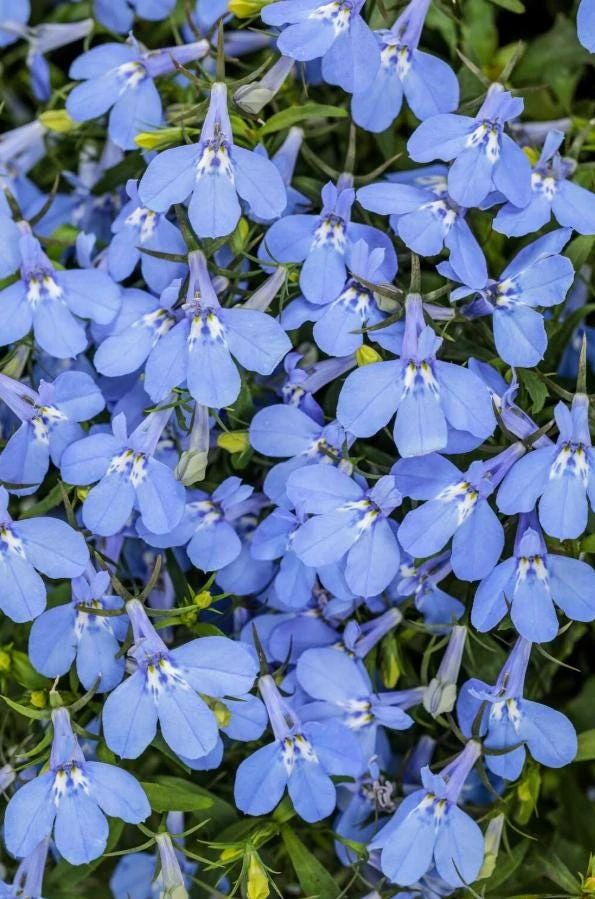 Blue Lobelia Live Plant – Annual Flowering Plant – 3 inch Pot – Trailing Blue Blooms - Image 2