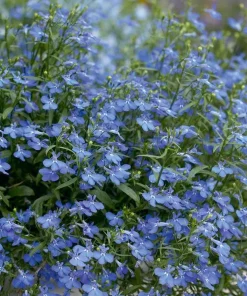Blue Lobelia Live Plant – Annual Flowering Plant – 3 inch Pot – Trailing Blue Blooms - Image 3