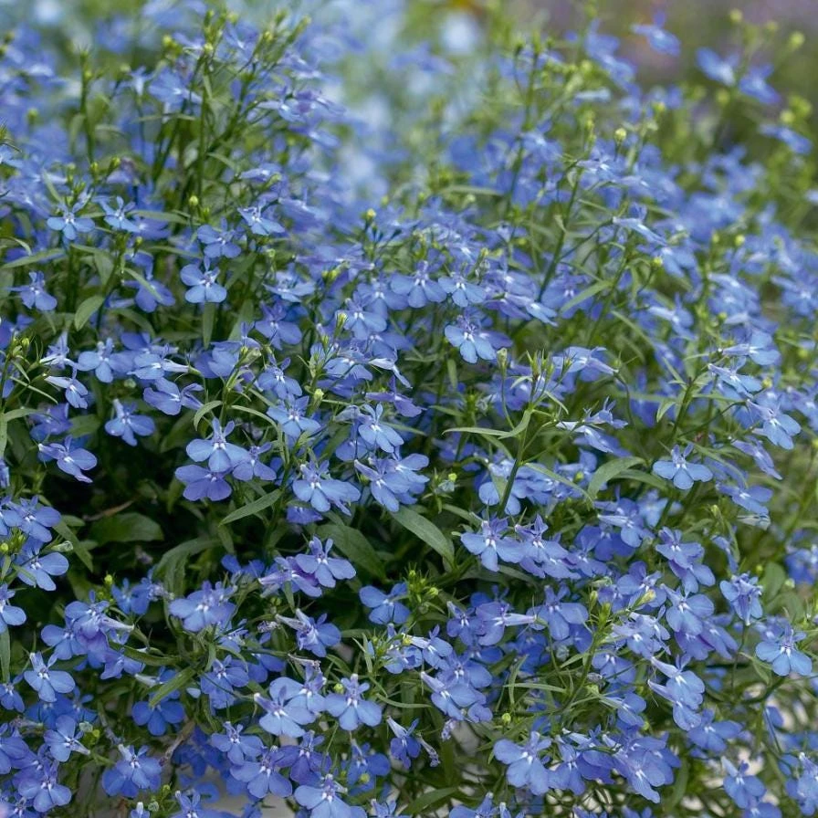 Blue Lobelia Live Plant – Annual Flowering Plant – 3 inch Pot – Trailing Blue Blooms - Image 3