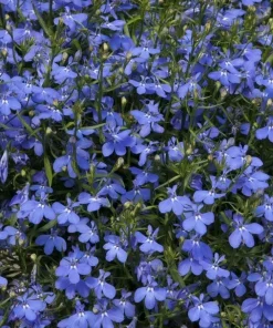 Blue Lobelia Live Plant – Annual Flowering Plant – 3 inch Pot – Trailing Blue Blooms - Image 4