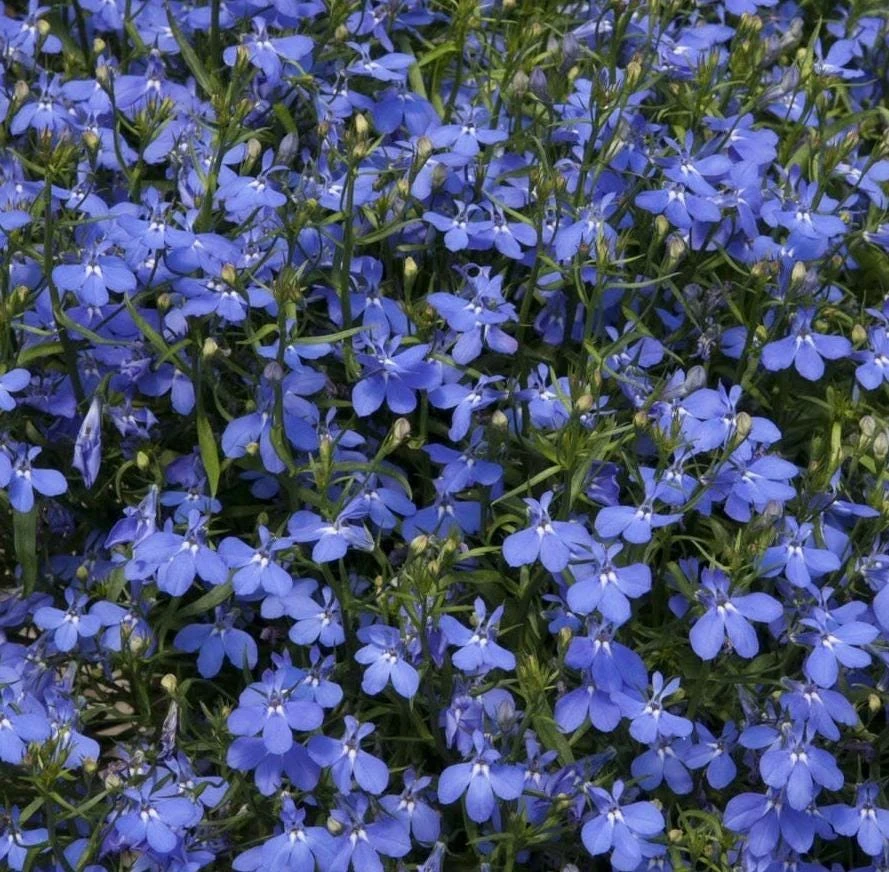 Blue Lobelia Live Plant – Annual Flowering Plant – 3 inch Pot – Trailing Blue Blooms - Image 4