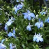 Blue Lobelia Live Plant – Annual Flowering Plant – 3 inch Pot – Trailing Blue Blooms - Image 1