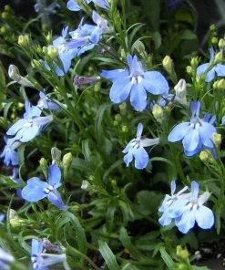Blue Lobelia Live Plant – Annual Flowering Plant – 3 inch Pot – Trailing Blue Blooms - Image 1