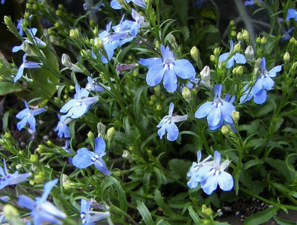 Blue Lobelia Live Plant – Annual Flowering Plant – 3 inch Pot – Trailing Blue Blooms - Image 1