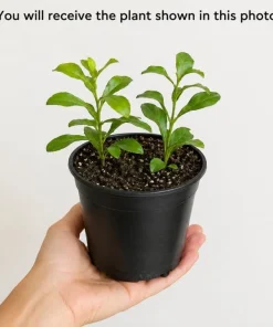 Blue Plumbago Live Plant - 2 Plants per Pot, 3-5 Inch Tall - Flowering Shrub - Image 2
