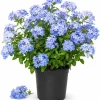 Blue Plumbago Live Plant - 2 Plants per Pot, 3-5 Inch Tall - Flowering Shrub - Image 1