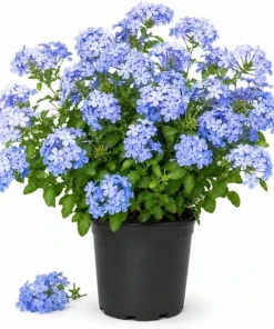 Blue Plumbago Live Plant - 2 Plants per Pot, 3-5 Inch Tall - Flowering Shrub - Image 1