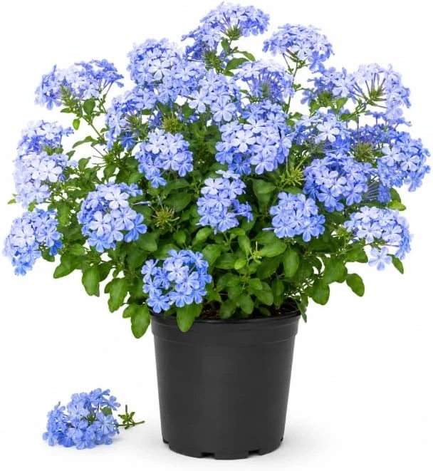 Blue Plumbago Live Plant - 2 Plants per Pot, 3-5 Inch Tall - Flowering Shrub - Image 1