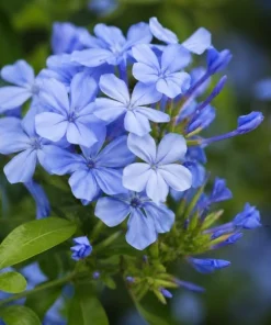 Blue Plumbago Live Plant - 2 Plants per Pot, 3-5 Inch Tall - Flowering Shrub - Image 3