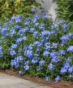 Blue Plumbago Live Plant - 2 Plants per Pot, 3-5 Inch Tall - Flowering Shrub - Image 4