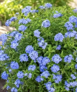 Blue Plumbago Live Plant - 2 Plants per Pot, 3-5 Inch Tall - Flowering Shrub - Image 5