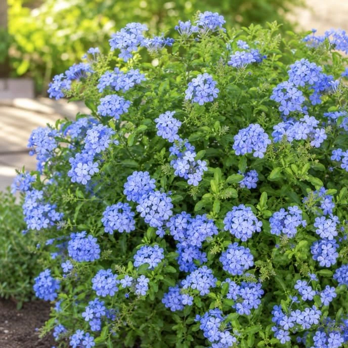 Blue Plumbago Live Plants – 2 Pack Flowering Shrub Starters 3-5 Inches Tall Outdoor - Image 2