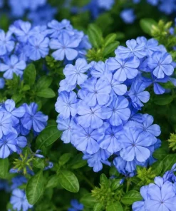 Blue Plumbago Live Plants – 2 Pack Flowering Shrub Starters 3-5 Inches Tall Outdoor - Image 3