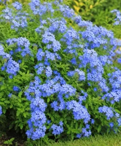 Blue Plumbago Live Plants – 2 Pack Flowering Shrub Starters 3-5 Inches Tall Outdoor - Image 4