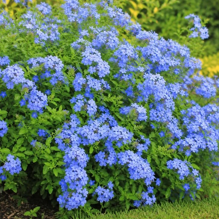 Blue Plumbago Live Plants – 2 Pack Flowering Shrub Starters 3-5 Inches Tall Outdoor - Image 4