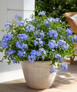Blue Plumbago Live Plants – 2 Pack Flowering Shrub Starters 3-5 Inches Tall Outdoor - Image 5