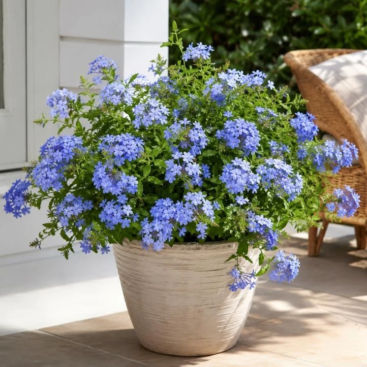 Blue Plumbago Live Plants – 2 Pack Flowering Shrub Starters 3-5 Inches Tall Outdoor - Image 5