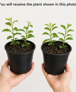 Blue Plumbago Live Plants – 2 Pack Flowering Shrub Starters 3-5 Inches Tall Outdoor - Image 7